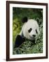 National Zoological Park: Giant Panda-null-Framed Photographic Print