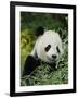 National Zoological Park: Giant Panda-null-Framed Photographic Print