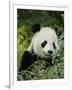 National Zoological Park: Giant Panda-null-Framed Photographic Print