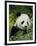 National Zoological Park: Giant Panda-null-Framed Photographic Print