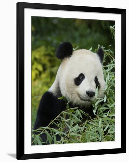 National Zoological Park: Giant Panda-null-Framed Photographic Print