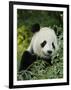 National Zoological Park: Giant Panda-null-Framed Photographic Print