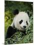 National Zoological Park: Giant Panda-null-Mounted Photographic Print