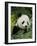 National Zoological Park: Giant Panda-null-Framed Photographic Print