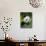 National Zoological Park: Giant Panda-null-Photographic Print displayed on a wall