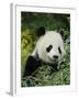 National Zoological Park: Giant Panda-null-Framed Photographic Print