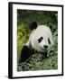 National Zoological Park: Giant Panda-null-Framed Photographic Print