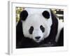 National Zoological Park: Giant Panda-null-Framed Photographic Print