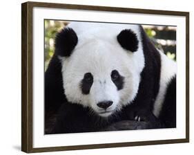 National Zoological Park: Giant Panda-null-Framed Photographic Print