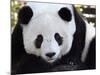 National Zoological Park: Giant Panda-null-Mounted Photographic Print