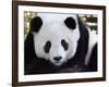 National Zoological Park: Giant Panda-null-Framed Photographic Print