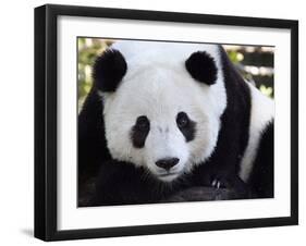 National Zoological Park: Giant Panda-null-Framed Photographic Print