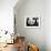 National Zoological Park: Giant Panda-null-Framed Photographic Print displayed on a wall