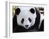 National Zoological Park: Giant Panda-null-Framed Photographic Print