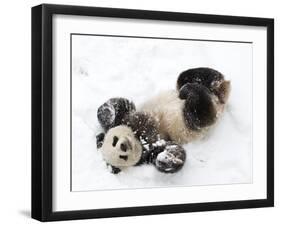 National Zoological Park: Giant Panda-null-Framed Photographic Print