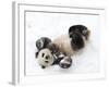 National Zoological Park: Giant Panda-null-Framed Photographic Print