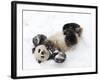 National Zoological Park: Giant Panda-null-Framed Photographic Print