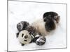 National Zoological Park: Giant Panda-null-Mounted Photographic Print