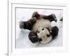 National Zoological Park: Giant Panda-null-Framed Photographic Print