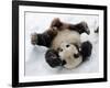 National Zoological Park: Giant Panda-null-Framed Photographic Print