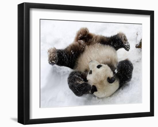 National Zoological Park: Giant Panda-null-Framed Photographic Print