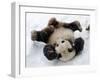 National Zoological Park: Giant Panda-null-Framed Photographic Print