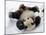 National Zoological Park: Giant Panda-null-Mounted Photographic Print