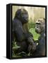 National Zoological Park: Lowland Gorilla-null-Framed Stretched Canvas