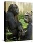 National Zoological Park: Lowland Gorilla-null-Stretched Canvas