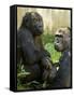 National Zoological Park: Lowland Gorilla-null-Framed Stretched Canvas