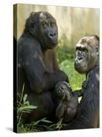 National Zoological Park: Lowland Gorilla-null-Stretched Canvas