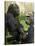 National Zoological Park: Lowland Gorilla-null-Stretched Canvas
