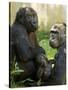 National Zoological Park: Lowland Gorilla-null-Stretched Canvas