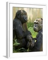 National Zoological Park: Lowland Gorilla-null-Framed Photographic Print