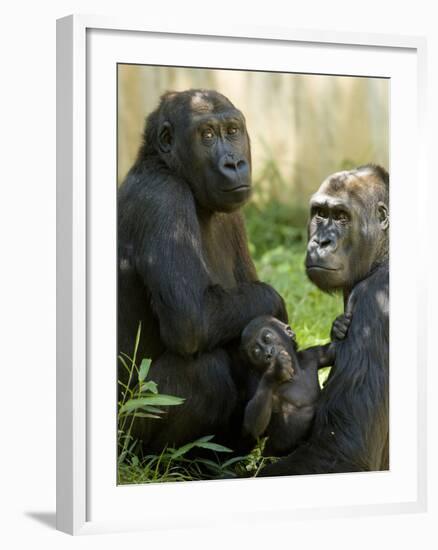 National Zoological Park: Lowland Gorilla-null-Framed Photographic Print