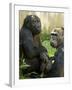 National Zoological Park: Lowland Gorilla-null-Framed Photographic Print