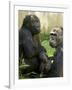 National Zoological Park: Lowland Gorilla-null-Framed Photographic Print