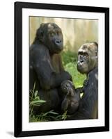 National Zoological Park: Lowland Gorilla-null-Framed Photographic Print