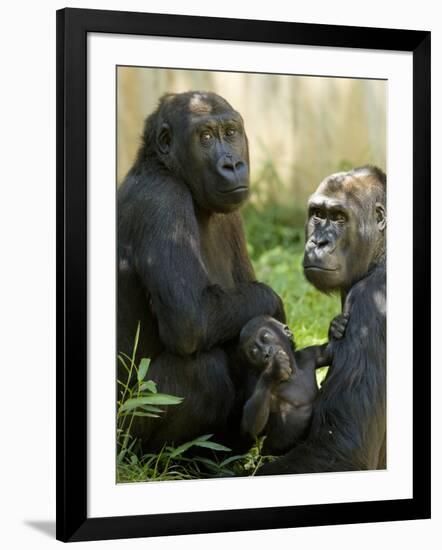 National Zoological Park: Lowland Gorilla-null-Framed Photographic Print