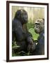 National Zoological Park: Lowland Gorilla-null-Framed Photographic Print