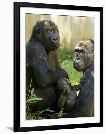 National Zoological Park: Lowland Gorilla-null-Framed Photographic Print