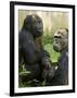 National Zoological Park: Lowland Gorilla-null-Framed Photographic Print