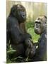 National Zoological Park: Lowland Gorilla-null-Mounted Photographic Print