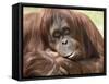 National Zoological Park: Orangutan-null-Framed Stretched Canvas