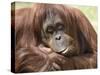 National Zoological Park: Orangutan-null-Stretched Canvas