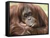 National Zoological Park: Orangutan-null-Framed Stretched Canvas