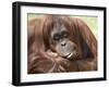 National Zoological Park: Orangutan-null-Framed Premium Photographic Print