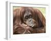 National Zoological Park: Orangutan-null-Framed Premium Photographic Print