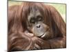 National Zoological Park: Orangutan-null-Mounted Premium Photographic Print