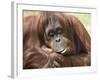 National Zoological Park: Orangutan-null-Framed Photographic Print